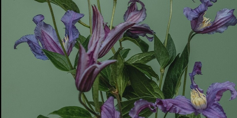 Vêpres de Rachmaninov - Klassische musik