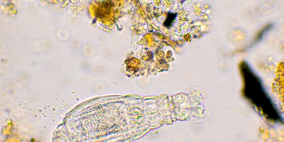 Worlding Mycelium - Concerts