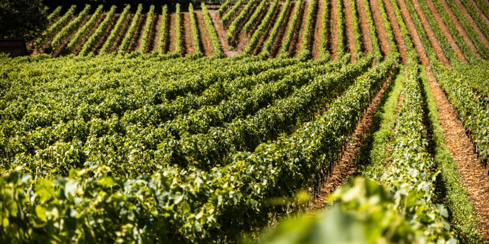 À la rencontre des oiseaux des vignes - Balades et visites