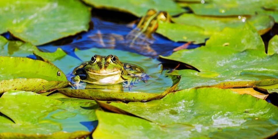 Ateliers 6-8 ans de 9h30 à 11h30 - La métamorphose de la grenouille - Famille