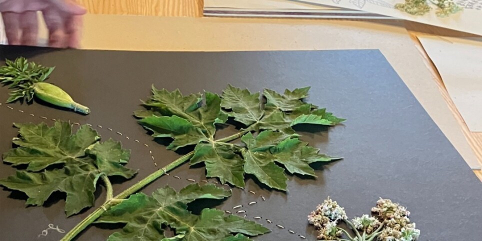Des plantes à offrir: créer herbiers, cartes et petits objets botaniques - Workshop e stage