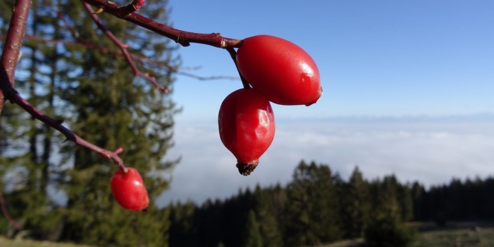 Faire ses conserves de plantes sauvages - Ateliers et stages