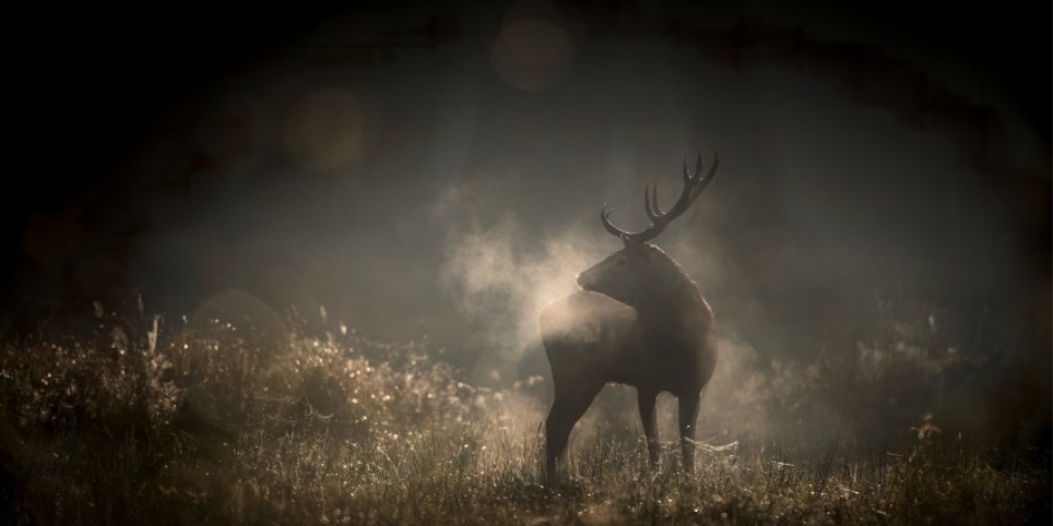 Projection de Noël - Le chant des forêts - Cinéma