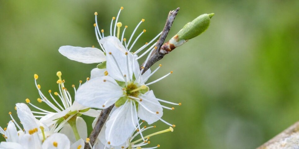 Journée "Du surmenage au renouveau : accompagner la fatigue avec la Gemmothérapie et la Florithérapie" - Talleres y pasantías