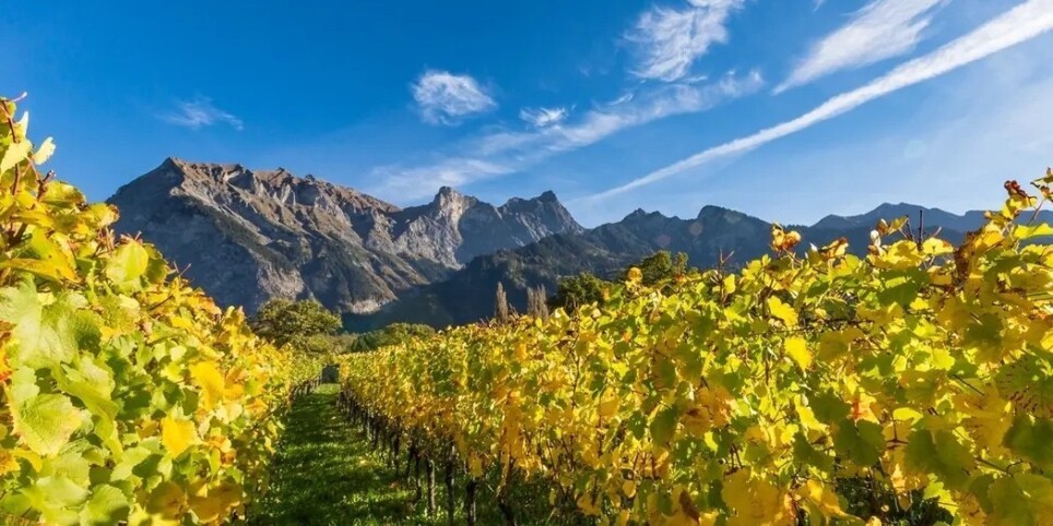 Pinots Noirs suisses 2016 | Les dégustations de la Foire - Loisirs
