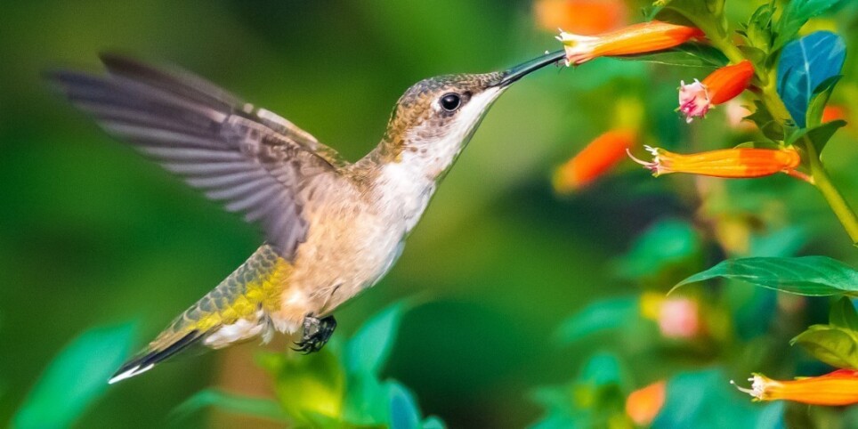 Atelier famille Printemps : Enracinement & Éclosion - Ateliers et stages