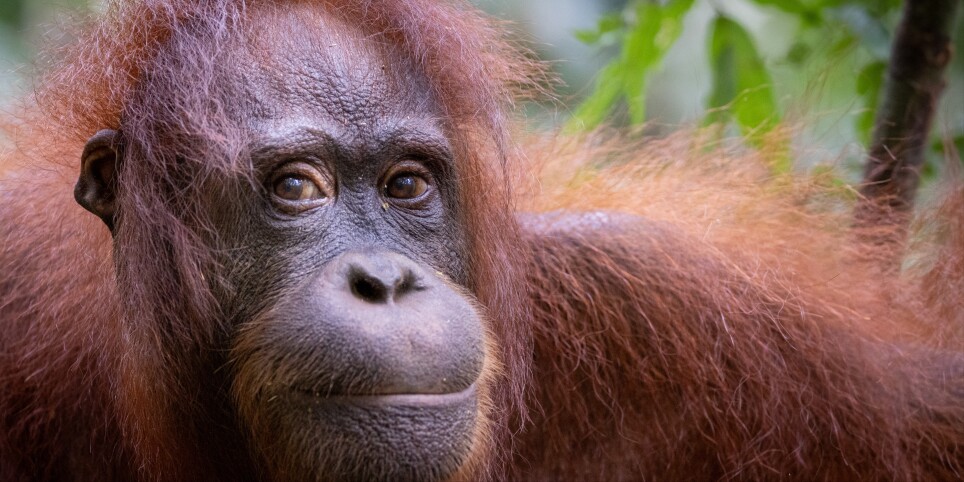 Schulkino Basel BFS - Orang-Utans: Die unbekannten Menschenaffen - Cinema