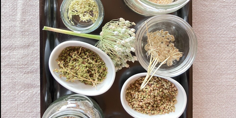 Les fruits et graines sauvages - Workshop e stage