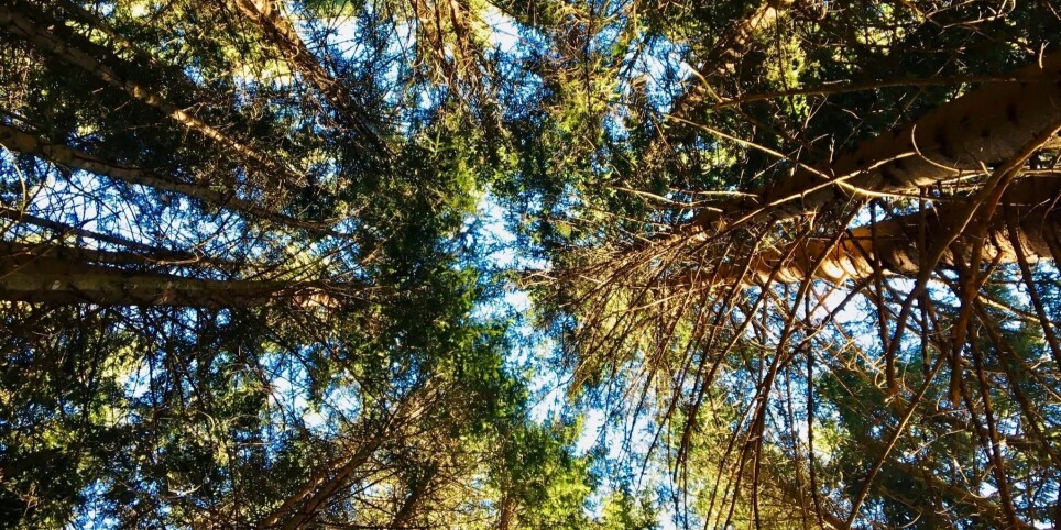Bain de forêt - Workshops und Praktika