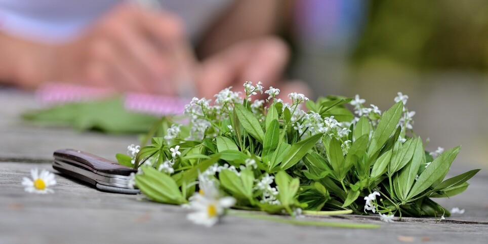 A la découverte des plantes par les sens - Ateliers et stages