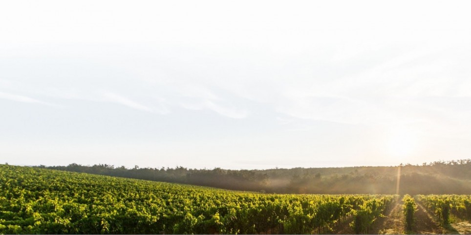 Wine Treasures of Moldova – Launch Event - Culture and shows