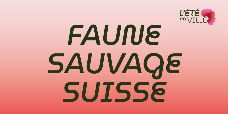 Dessin d’animaux de la faune sauvage suisse - Workshop e stage