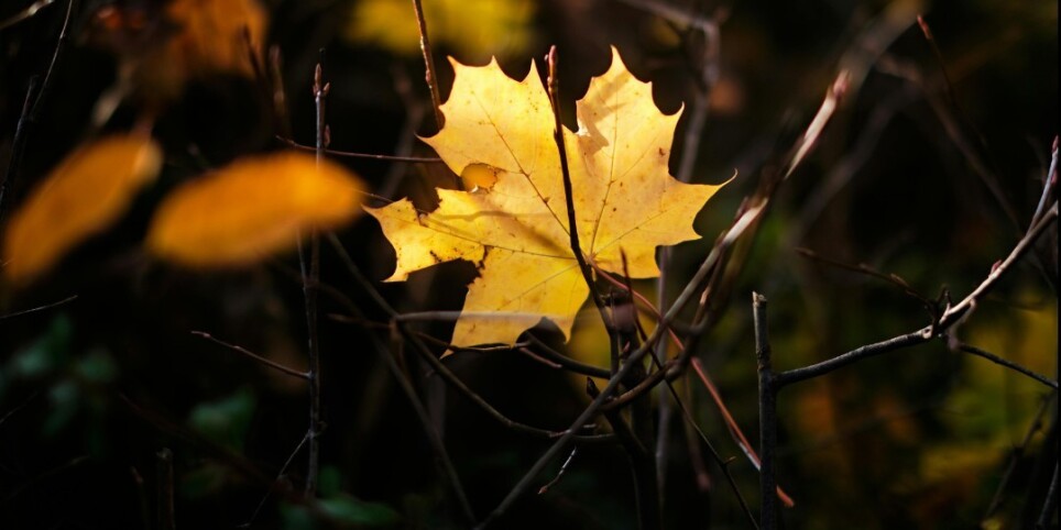 Atelier famille Automne : Transformation & Lâcher-prise - Ateliers et stages