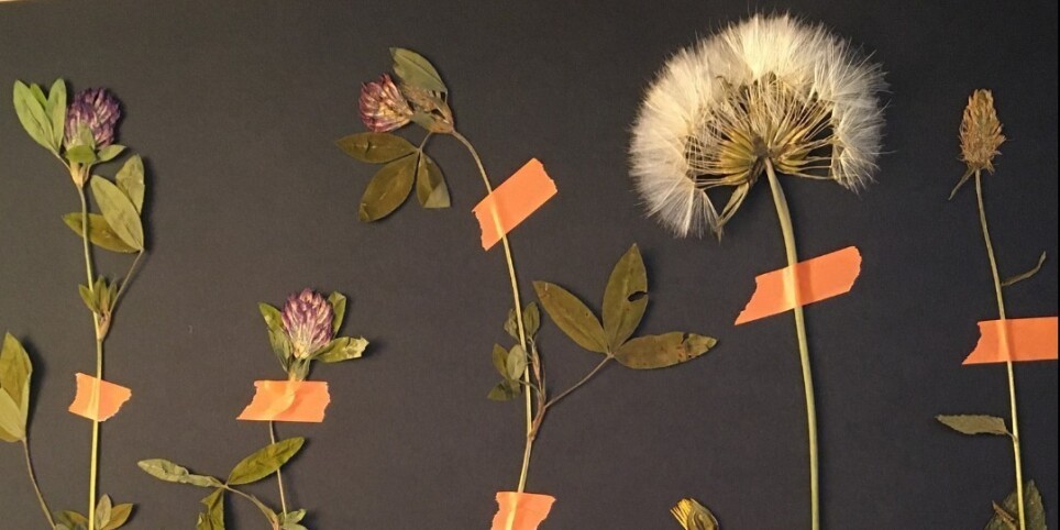 L'Herbier Sauvage - Workshops and courses