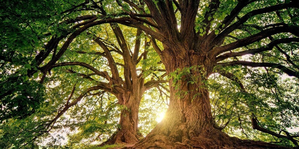 Balade Guider, Spirituelle, Bain de forêt - Touren und Besuche