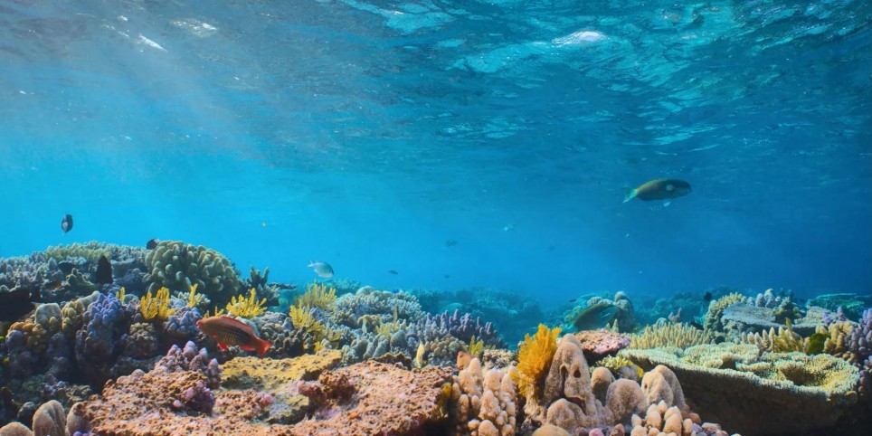 Schulkino St. Gallen - Puffs Reich: Wunder des Riffs - Cinéma