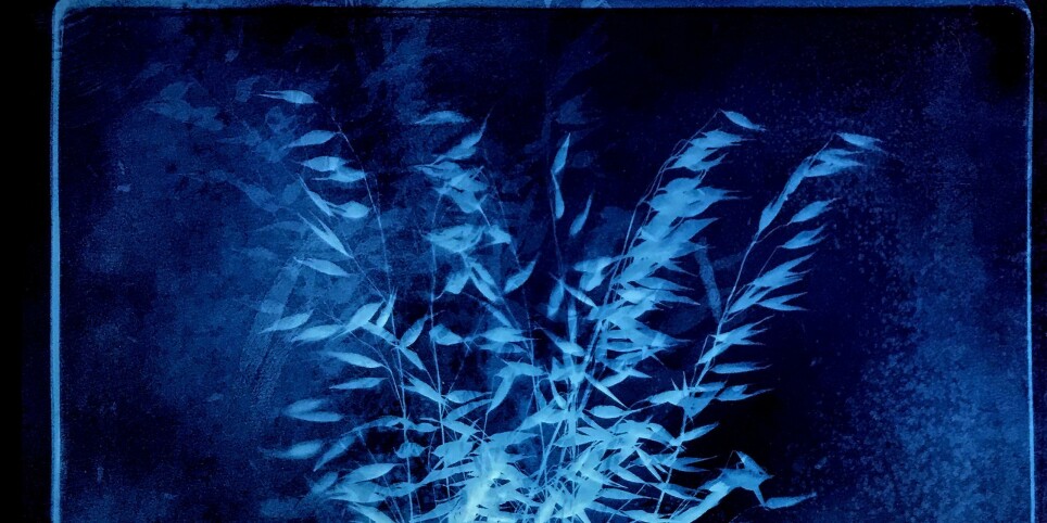 INITIATION À LA CYANOTYPIE - Ateliers et stages