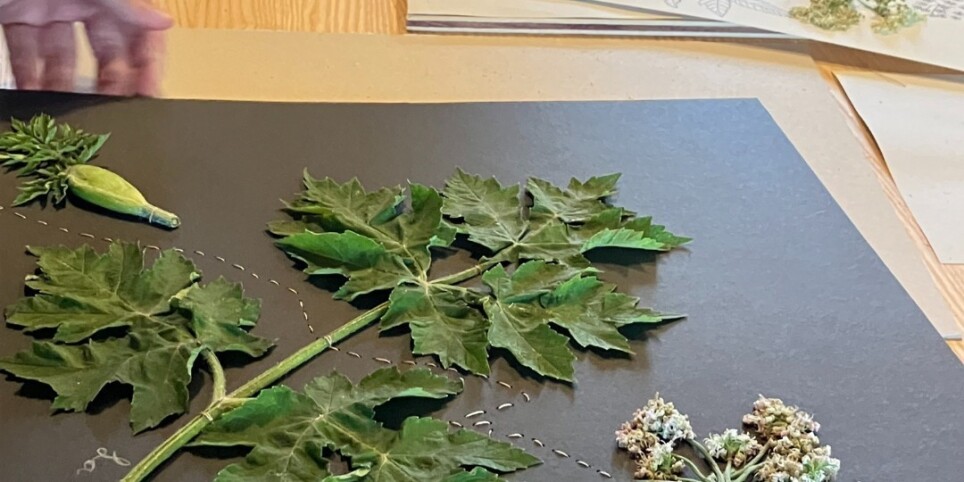Materia Botanica: journée d'exploration et mise sous presse - Workshop e stage