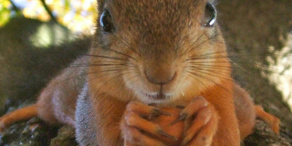 PETITE SAISON - "Il était une fois...le violon" - Concerti