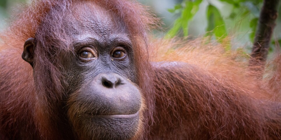Schulkino Arosa - Orang-Utans: Die unbekannten Menschenaffen - Cinema