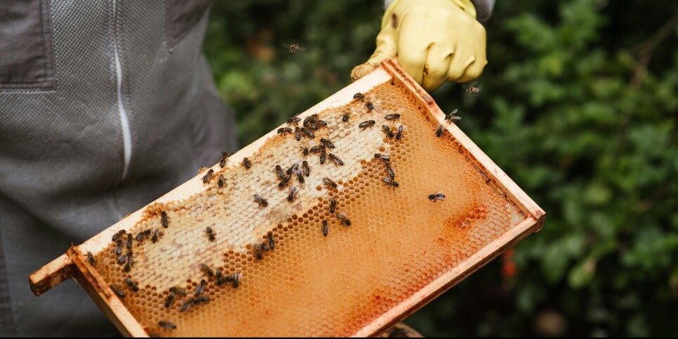 Découverte de l'apiculture - Workshops und Praktika