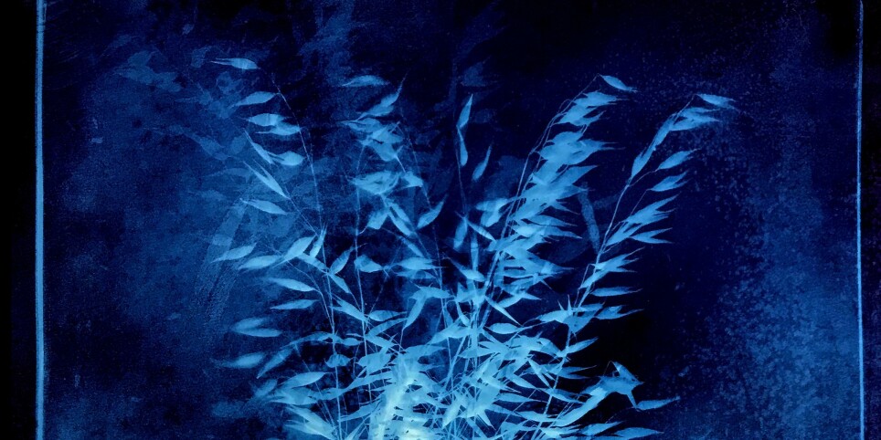 INITIATION À LA CYANOTYPIE - Ateliers et stages