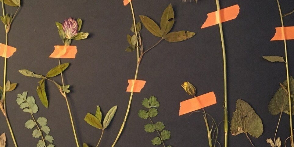 Materia Botanica au jardin - Workshops and courses