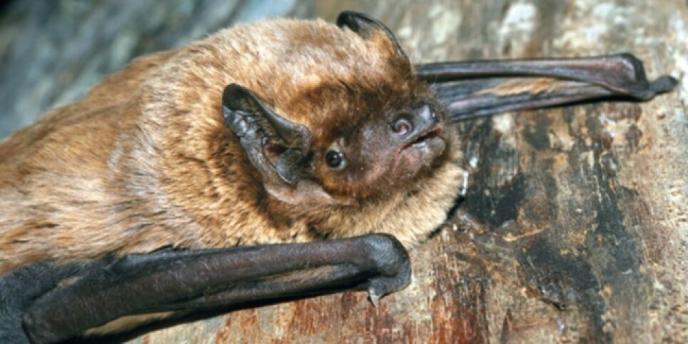 Suivez les reines de la nuit, les chauves-souris ! - Balades et visites