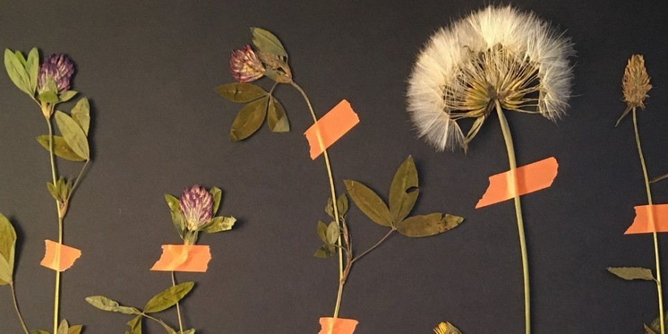 L'Herbier Sauvage - Ateliers et stages