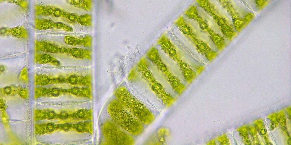 Workshop "Microscopy at the Botanical Gardens of Geneva" - With Expanding Your Horizons - Workshops and courses