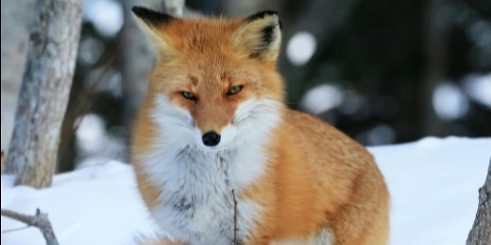 Mission: survie dans la neige - Loisirs