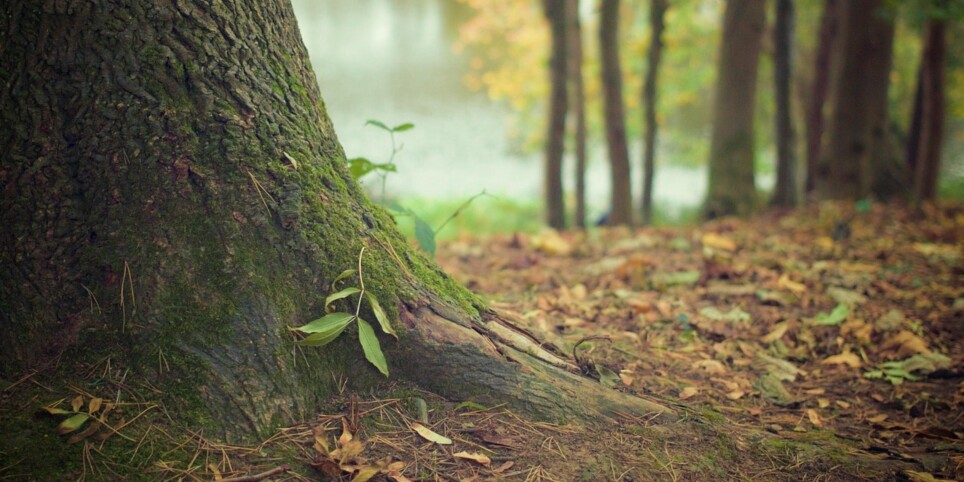 Bains de forêt à Genève - Touren und Besuche