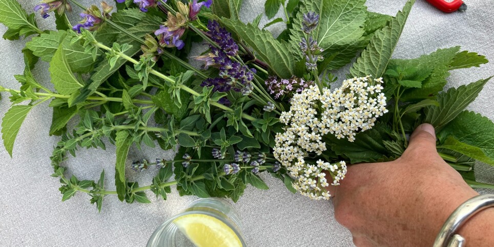 Cuisine végétale Jardin de la Poudrière - Workshop e stage