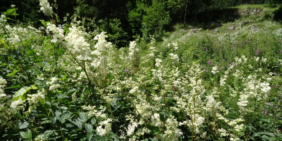 Plantes médicinales de l'été - Ateliers et stages