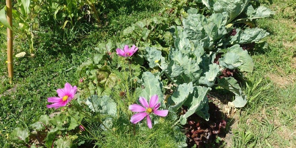 Jardiner en permaculture - Module 2 - Organiser son jardin - Formations