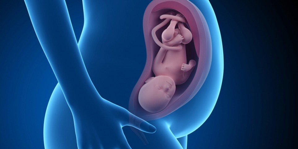 Anatomie-physiologie avancé : le système reproducteur et la grossesse - Workshops and courses