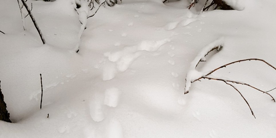 Observation de la faune et des traces animalières - Freizeitbeschäftigungen