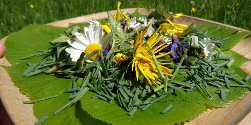 Journée cueillette et cuisine des plantes sauvages - Pied du Jura - Ateliers et stages