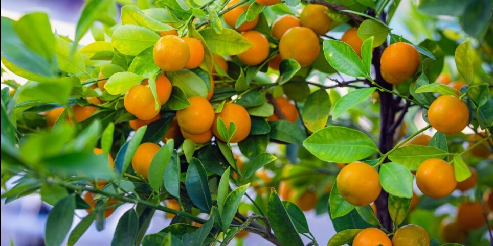 Atelier famille Été : Abondance & Interdépendance - Ateliers et stages