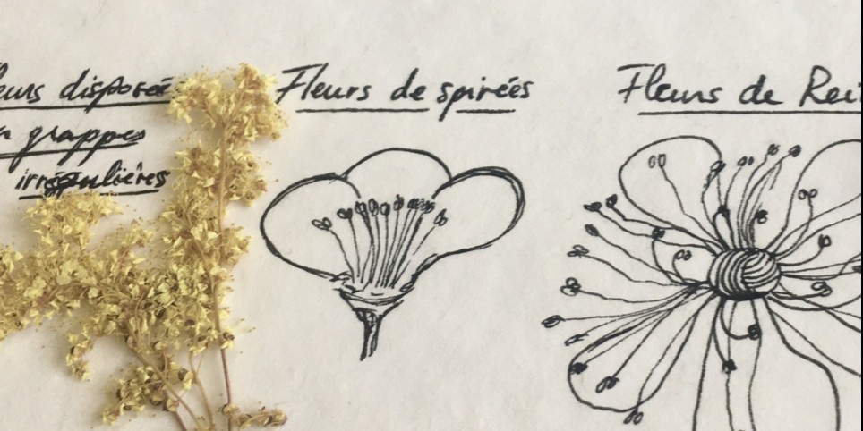 Expérimenter Materia Botanica - Ateliers et stages
