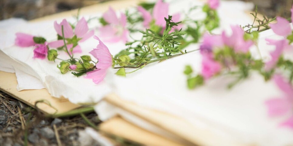Journée "Plante, donne-moi ton nom" - Workshops und Praktika