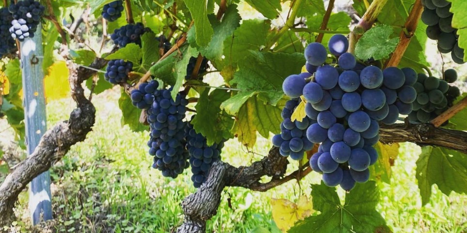 De la vigne au verre : une immersion dans le vignoble de Troistorrents - Ateliers et stages