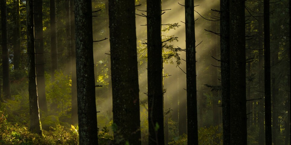 Escape Game : le secret du baume des bois - Pasatiempos