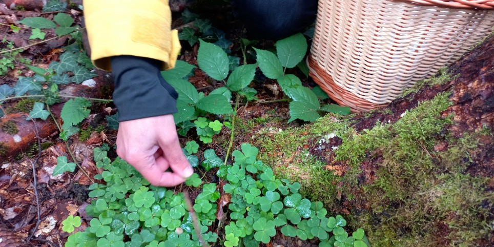 Plantes sauvages comestibles et médicinales au fil des saisons - Workshops und Praktika