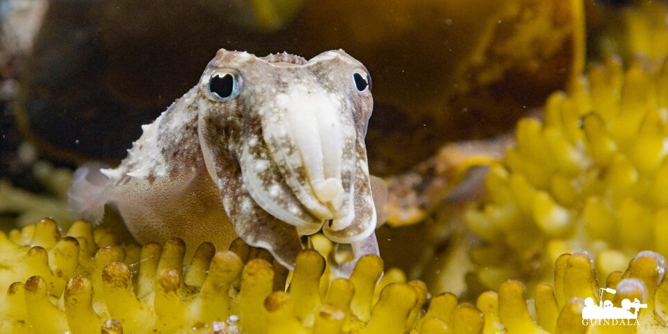 Sépia, l'odyssée d'une seiche - Cinéma