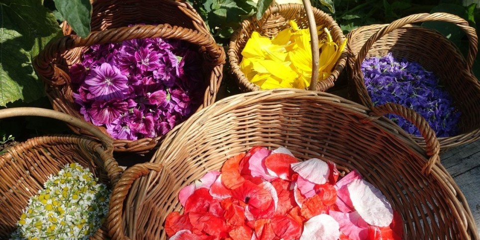 Cultiver et transformer les plantes médicinales - 2026 Module 2 - Entretien et récolte - Formations