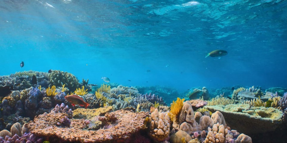 Schulkino Solothurn Capitol - Puffs  Reich: Wunder des Riffs - Cinéma