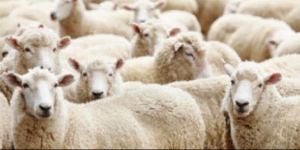 Masterclass : Initiation aux matières textiles : Naturelles, animales & minérales - Workshop e stage