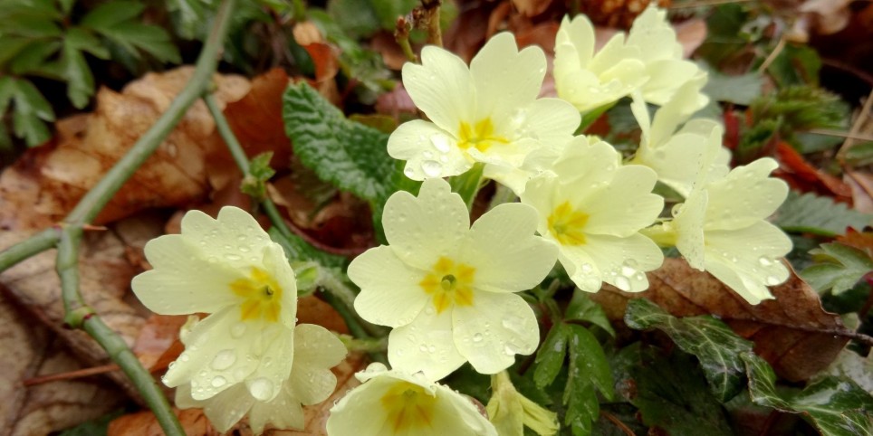 Plantes médicinales du printemps - Ateliers et stages
