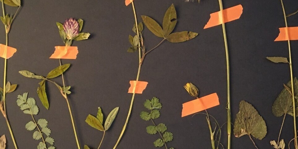Materia Botanica au jardin - Workshops and courses